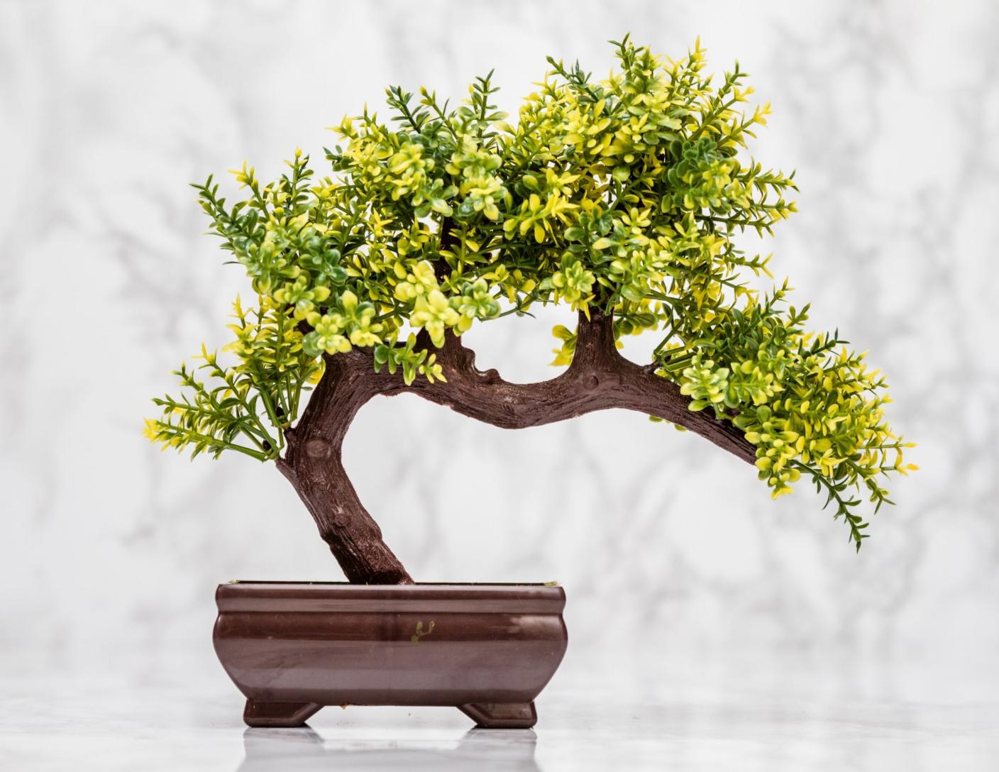 Guide ligaturage des arbres Bonsai : Techniques, fil bonsai et soins